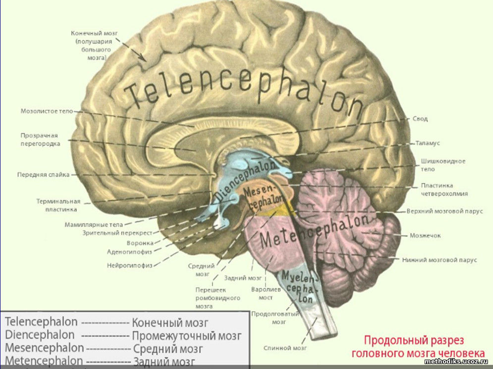 Объем головного мозга наибольшее. Отделы головного мозга анатомия латынь. Головной мозг анатомия латынь. Отделы мозга анатомия на латыни. Головной мозг строение на латыни.